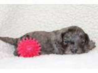 Cavapoo Puppy for sale in Reinholds, PA, USA
