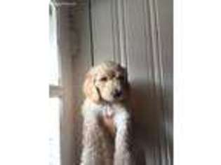 Labradoodle Puppy for sale in Marydel, MD, USA