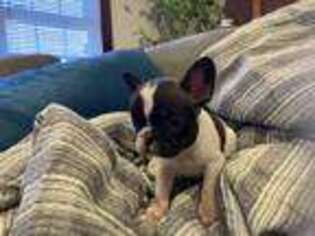 French Bulldog Puppy for sale in Long Valley, NJ, USA