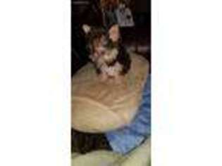 Chorkie Puppy for sale in Hernando, MS, USA