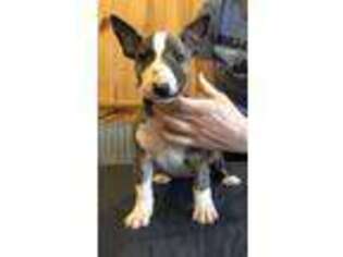 Bull Terrier Puppy for sale in Maysville, KY, USA