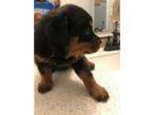 Rottweiler Puppy for sale in Pittsburg, CA, USA