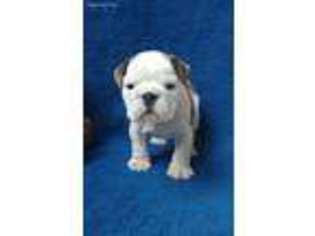 Bulldog Puppy for sale in Shawsville, VA, USA