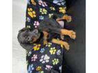 Doberman Pinscher Puppy for sale in Apopka, FL, USA
