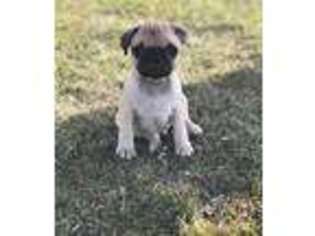 Pug Puppy for sale in New Berlin, WI, USA