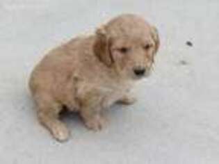 Goldendoodle Puppy for sale in Camden, IN, USA