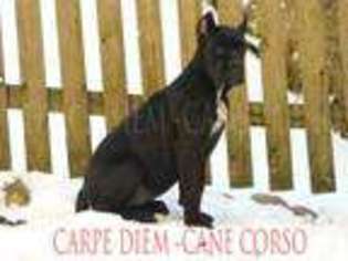 Cane Corso Puppy for sale in CORTLANDT MANOR, NY, USA