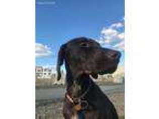 German Shorthaired Pointer Puppy for sale in Spokane, WA, USA