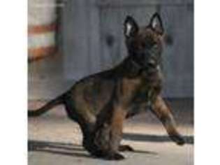 Belgian Malinois Puppy for sale in Lake City, AR, USA