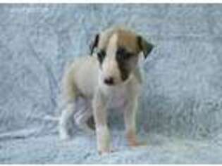 Whippet Puppy for sale in Knoxville, TN, USA