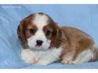 Cavalier King Charles Spaniel Puppy for sale in Norwood, MO, USA