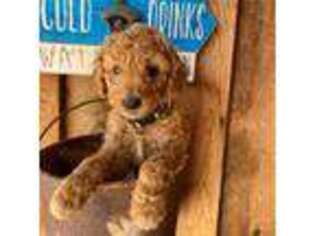 Goldendoodle Puppy for sale in Milford, UT, USA