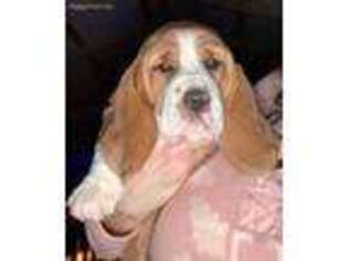 Basset Hound Puppy for sale in Urbana, OH, USA