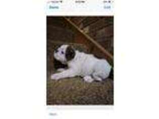 Bulldog Puppy for sale in Gray, KY, USA
