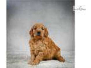 Goldendoodle Puppy for sale in Fort Worth, TX, USA