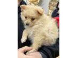 Pomeranian Puppy for sale in Dumont, NJ, USA