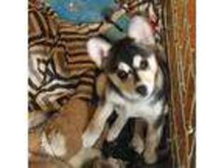 Alaskan Klee Kai Puppy for sale in Kent, WA, USA