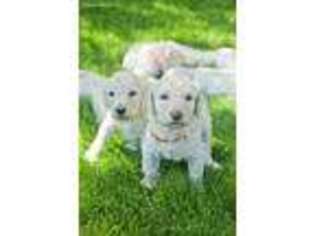 Goldendoodle Puppy for sale in Kennewick, WA, USA