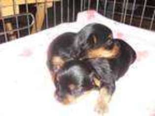 Rottweiler Puppy for sale in BOWLING GREEN, IN, USA
