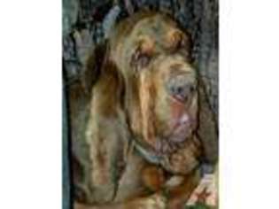 Bloodhound Puppy for sale in DANA, IN, USA