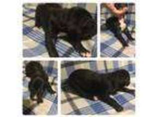 Great Dane Puppy for sale in Mechanicsville, VA, USA