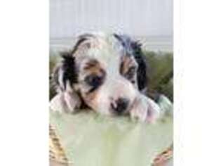 Miniature Australian Shepherd Puppy for sale in Charleston, IL, USA