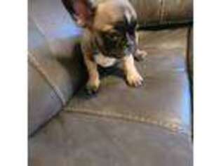 French Bulldog Puppy for sale in Peoria, AZ, USA