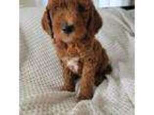 Goldendoodle Puppy for sale in Mokena, IL, USA