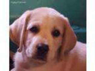 Labrador Retriever Puppy for sale in Kittanning, PA, USA