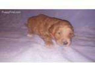 Goldendoodle Puppy for sale in Dearborn, MI, USA