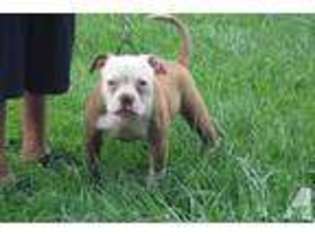 American Bulldog Puppy for sale in HASKELL, OK, USA