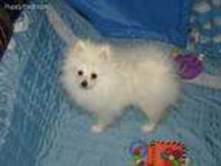 Pomeranian Puppy for sale in Elmore City, OK, USA