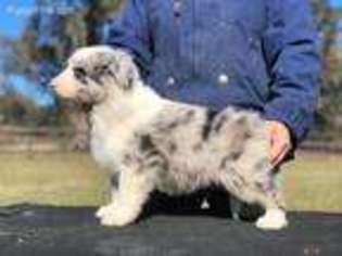 Border Collie Puppy for sale in Dade City, FL, USA
