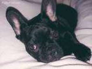 French Bulldog Puppy for sale in Greencastle, PA, USA