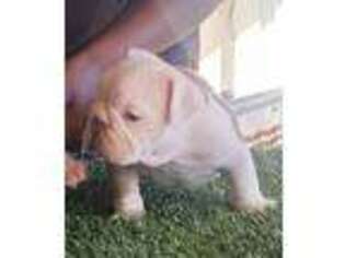 American Bulldog Puppy for sale in Atlanta, GA, USA
