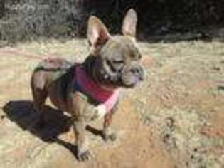 French Bulldog Puppy for sale in Cisco, TX, USA