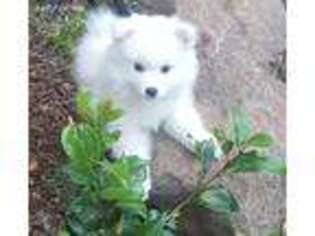 American Eskimo Dog Puppy for sale in Rocklin, CA, USA