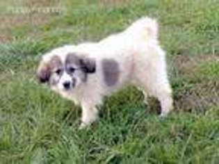 Great Pyrenees Puppy for sale in Harrington, DE, USA