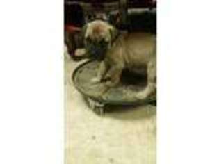 Bullmastiff Puppy for sale in Mount Vernon, IL, USA