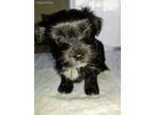 Mutt Puppy for sale in Bath, PA, USA