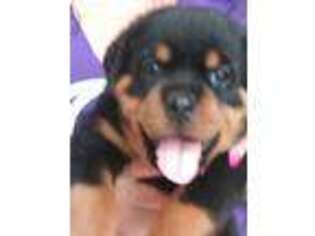 Rottweiler Puppy for sale in Loveland, CO, USA
