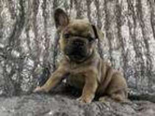 French Bulldog Puppy for sale in Vilonia, AR, USA