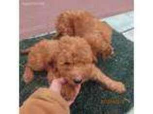 Goldendoodle Puppy for sale in Concordia, KS, USA