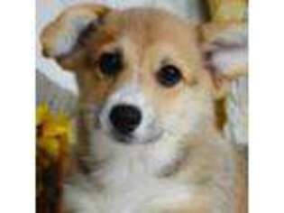 Pembroke Welsh Corgi Puppy for sale in Oswego, KS, USA
