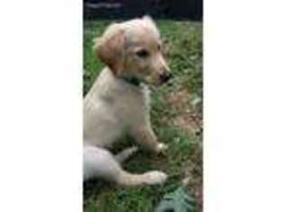 Golden Retriever Puppy for sale in Lawrenceville, GA, USA