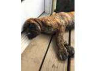Mastiff Puppy for sale in Conroe, TX, USA