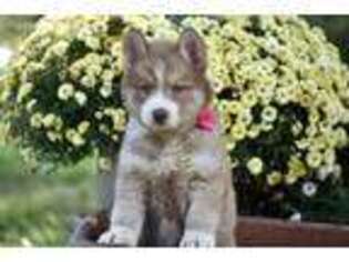 Siberian Husky Puppy for sale in Exeter, MO, USA