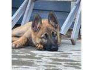 Belgian Malinois Puppy for sale in Parkersburg, WV, USA