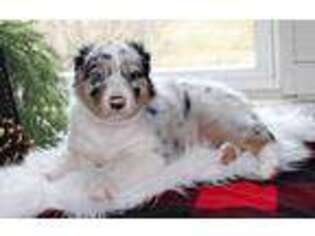 Australian Shepherd Puppy for sale in Lewisburg, PA, USA