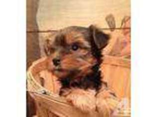 Yorkshire Terrier Puppy for sale in LOGANDALE, NV, USA